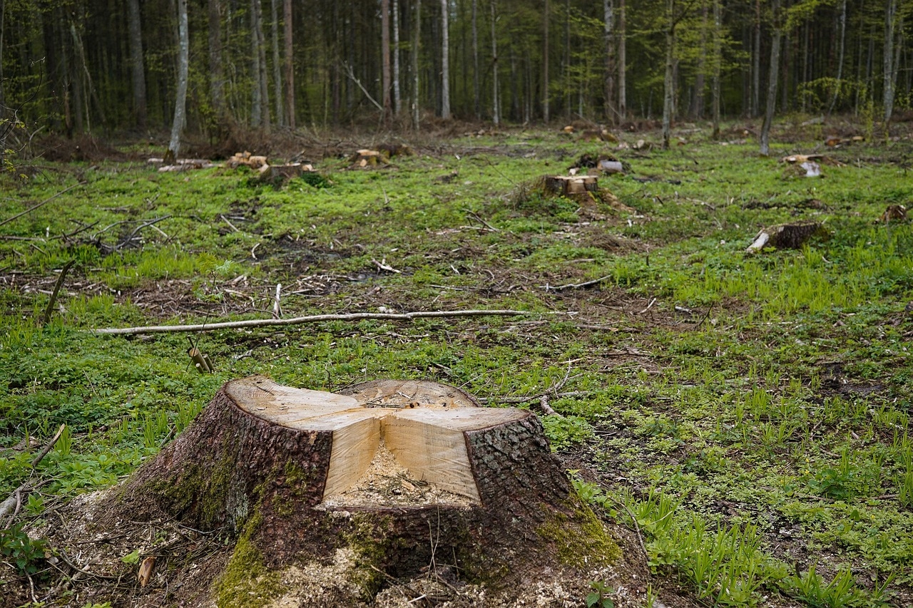 Deweloperzy planują wycięcie kolejnych terenów zielonych w Warszawie | fot. pixabay.com/summa