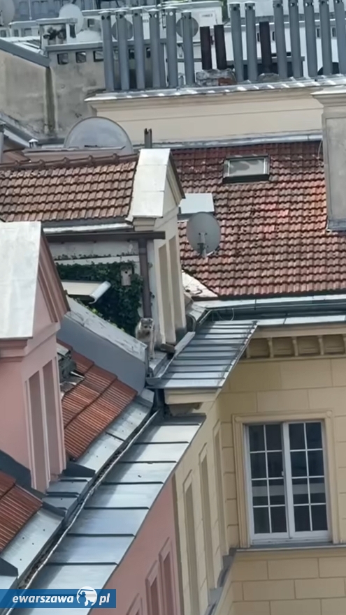 pies na dachu kamienicy na Nowym Świecie | fot. facebook.com/kmpspwarszawa