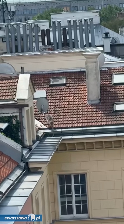 pies na dachu kamienicy na Nowym Świecie | fot. facebook.com/kmpspwarszawa