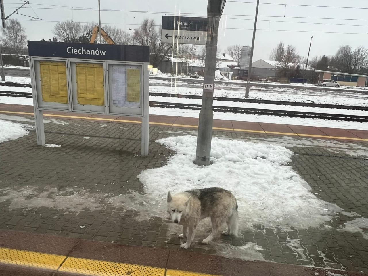 samotny pies w pociągu Kolei Mazowieckich | fot. spotted Mława/facebook