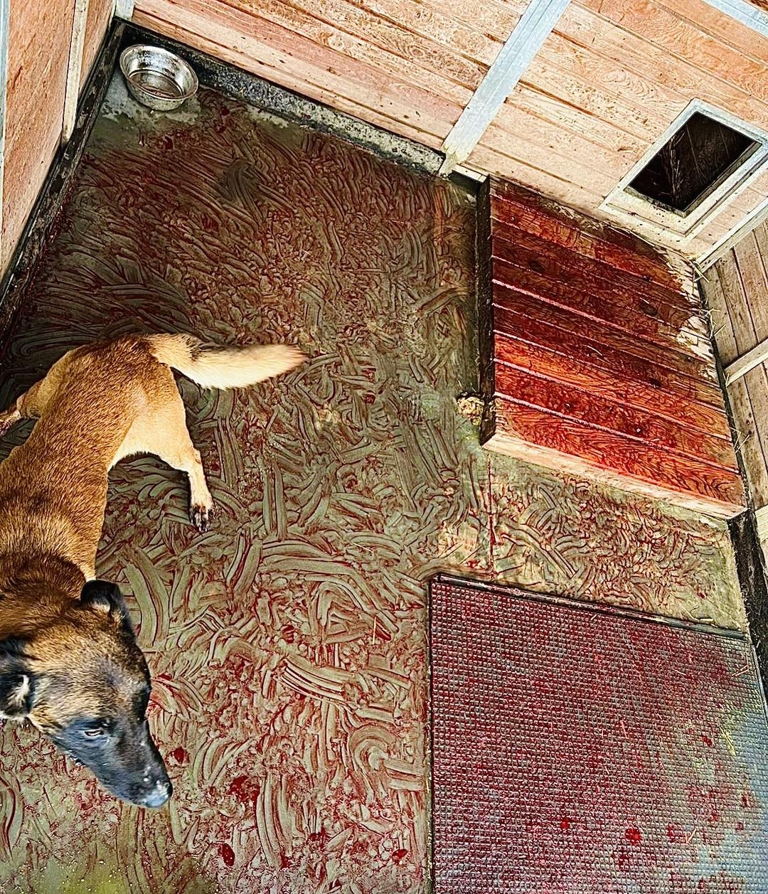 pies Tasman | fot. Łukasz Litewka/facebook