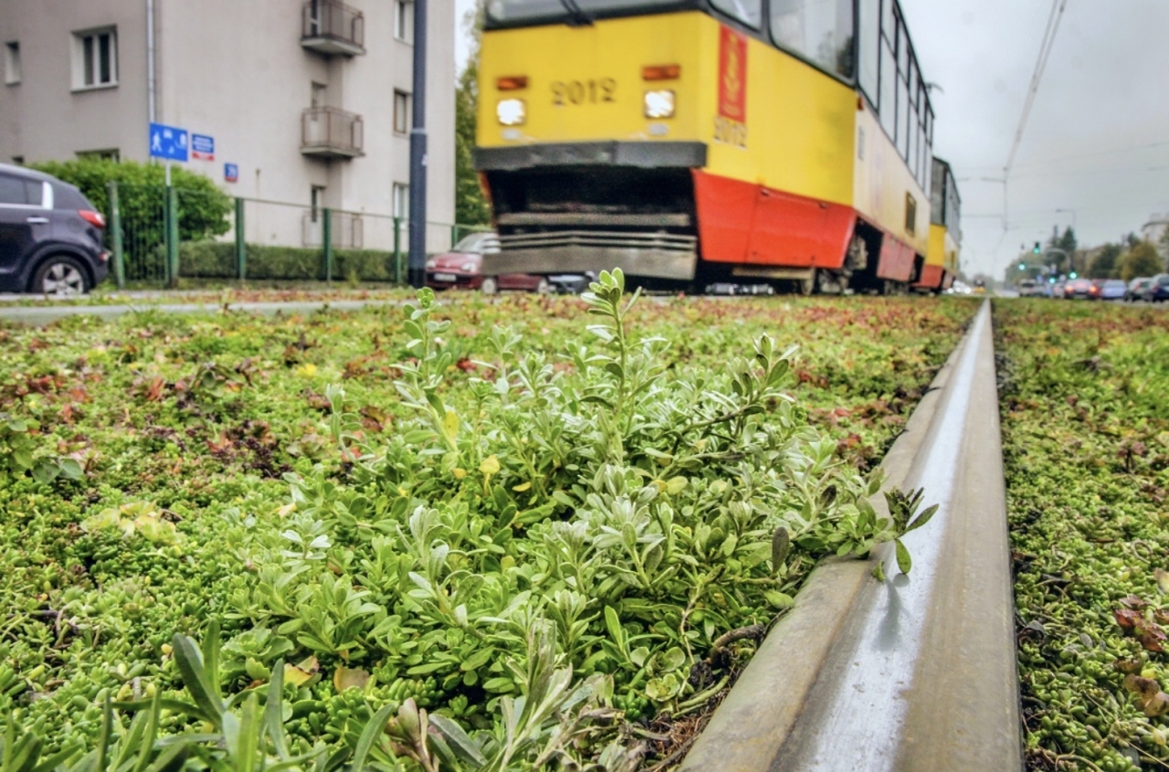 33 km torów tramwajowych w Warszawie pokryta jest zielenią | fot. UM Warszawa