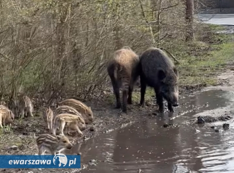 fot. Kadr filmu Pawła Wojdały/Facebook