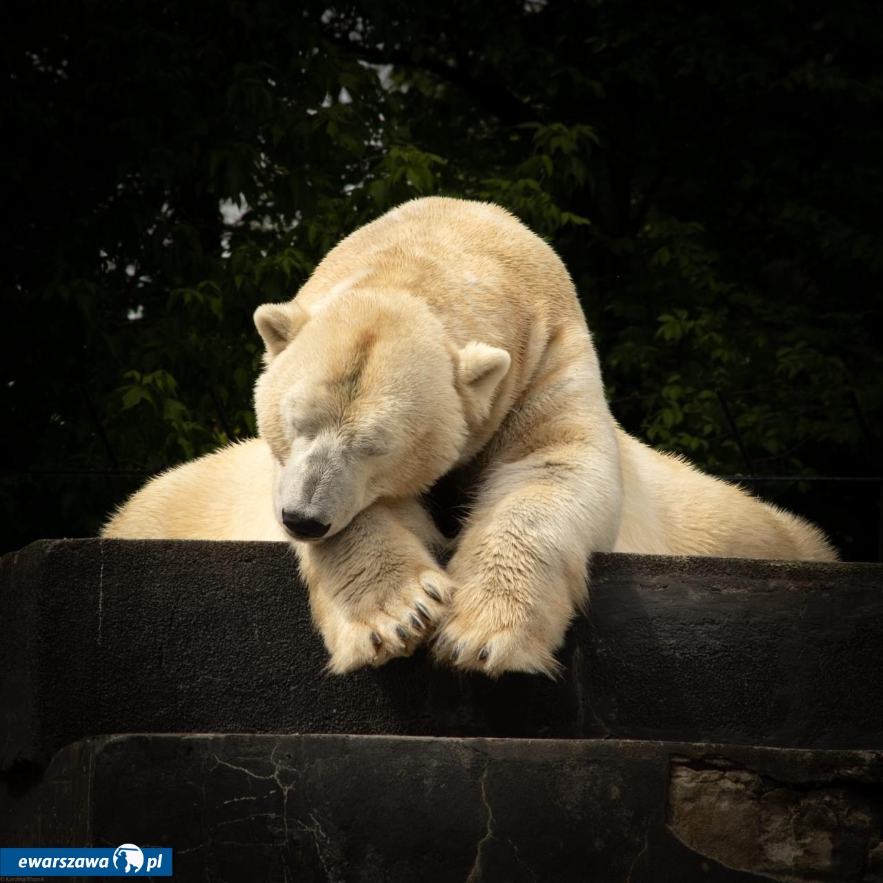 fot. fb / Warszawskie ZOO